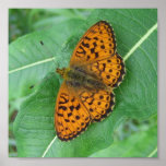 BUTTERFLY 2 POSTERS