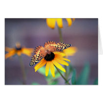 Butterfly 3 cards