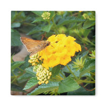 Butterfly 3 magnets by princessklb07 Butterfly 3 magnets