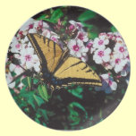 Butterfly 3 plates