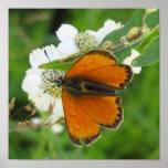 Butterfly 3 poster