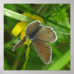 Butterfly 6 print