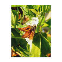 Butterfly 7 postcards by princessklb07 Butterfly 7 postcards