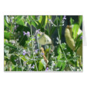 Butterfly Among Cat Mint cards