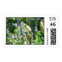 Butterfly Among Cat Mint postage by codfishlady Butterfly Among Cat Mint postage