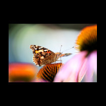 Butterfly And Coneflower t-shirts