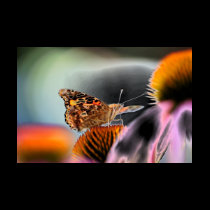 Butterfly And Coneflower t-shirts