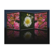 Butterfly and Dahlia Postcard by Flowerpixels Butterfly and Dahlia Postcard