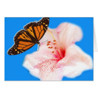 butterfly and flower greeting cards