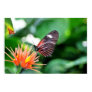 Butterfly and Flower