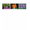 Butterfly and flower top, nature's best t-shirts by nwillens Butterfly and flower top, nature's best t-shirts