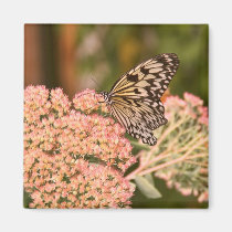 Butterfly and Flowers magnets
