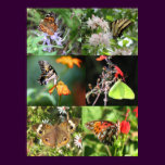 Butterfly and Flowers Patchwork posters