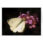Butterfly and Flowers Thank You Cards