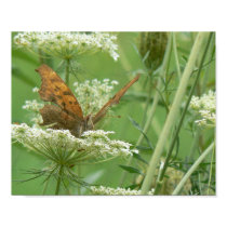 Butterfly and Lace Print