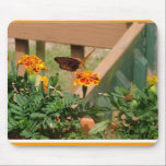 Butterfly and Marigolds