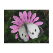 Butterfly and Pink Flower Postcard