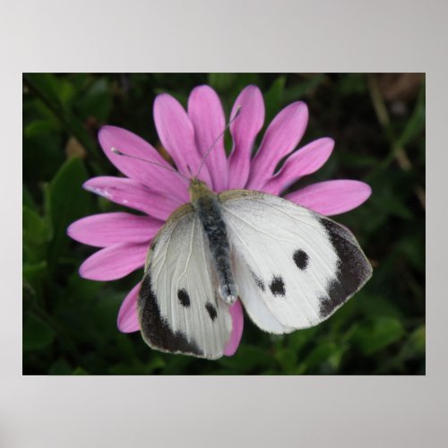 Butterfly and Pink Flower Print print