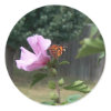 Butterfly and Rose of Sharon sticker