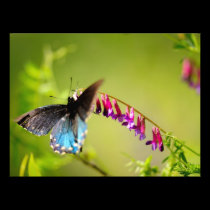 Butterfly And Spring Flowers photography