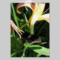 Butterfly at Rest cards