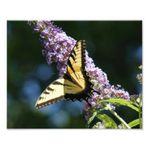 Butterfly Beauty 10x8 Photographic Print