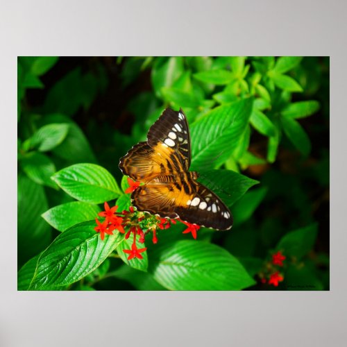 Butterfly Beauty Poster print