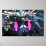 Butterfly Beauty Print