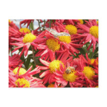 Butterfly & Bee Post Cards