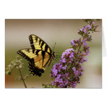 Butterfly Birthday Greeting Card
