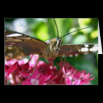 Butterfly Blank Card cards