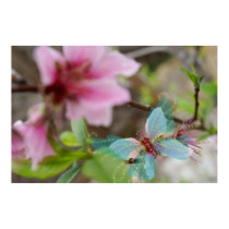 Butterfly Bloom posters