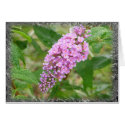 Butterfly Bush cards by littlewingdesign Butterfly Bush cards
