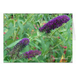Butterfly bush greeting card
