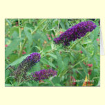 Butterfly bush greeting card cards