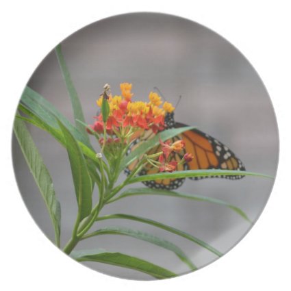 butterfly bush monarch behind . dinner plates