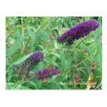 Butterfly bush postcard