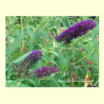 Butterfly bush postcard postcards