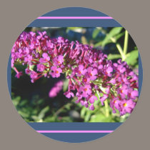 Butterfly Bush stickers