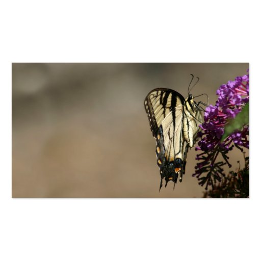 Butterfly business card (front side)