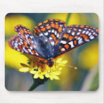 Butterfly Butterflies Bugs Flowers Mouse Pad