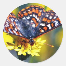 Butterfly Butterflies Bugs Flowers Stickers
