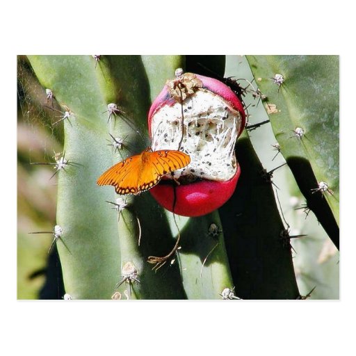 Butterfly Butterflies Cactus Postcard Zazzle