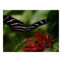 Butterfly canvas print by TimothyRivers Butterfly canvas print