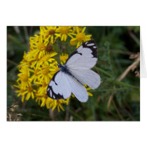 butterfly cards