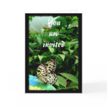 Butterfly card