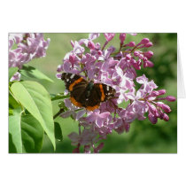 Butterfly cards