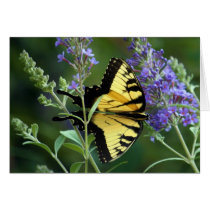 Butterfly Greeting Card