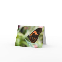 Butterfly Card