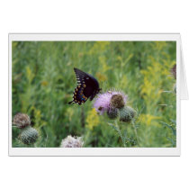 Butterfly cards